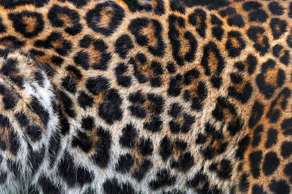 Textura de piel de leopardo —  Fotos de Stock