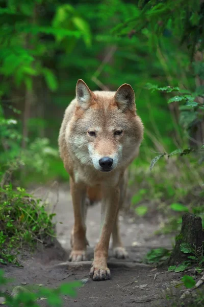 Lobo cazando en el bosque — Foto de Stock