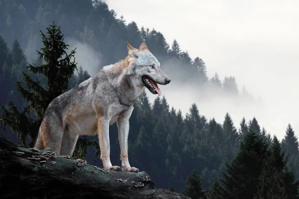 Lobo cazando en montaña — Foto de Stock