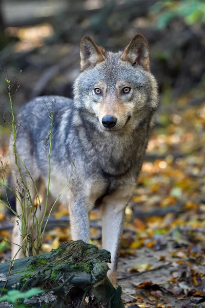 Lobo cazando en el bosque — Foto de Stock