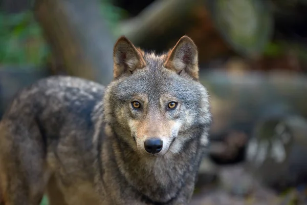 Wolf jacht in het bos — Stockfoto