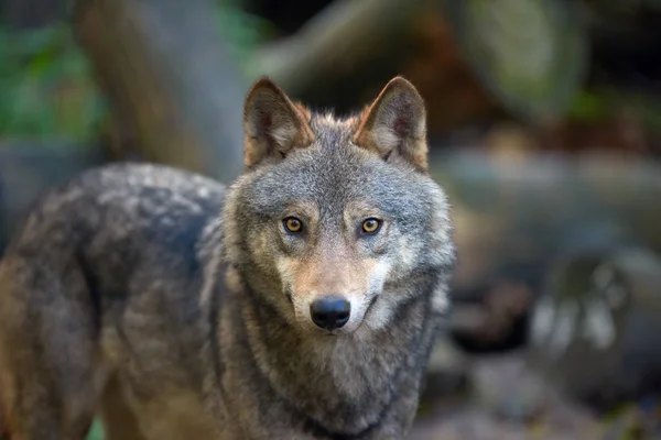 Caça ao lobo na floresta — Fotografia de Stock