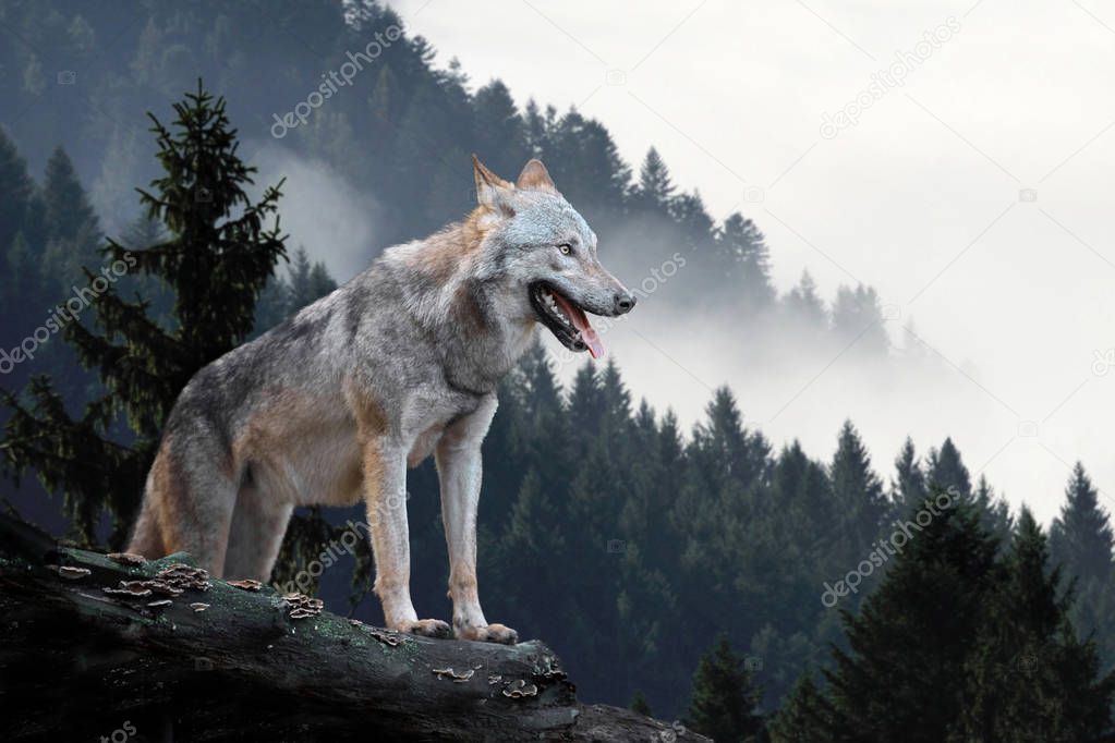 Wolf hunting in mountain