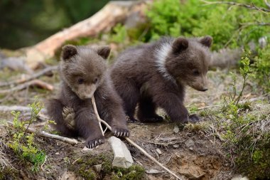 Genç kahverengi ayı ormanda