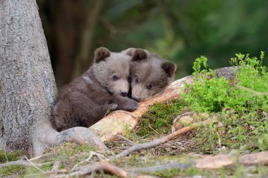 boz ayı yavrusu