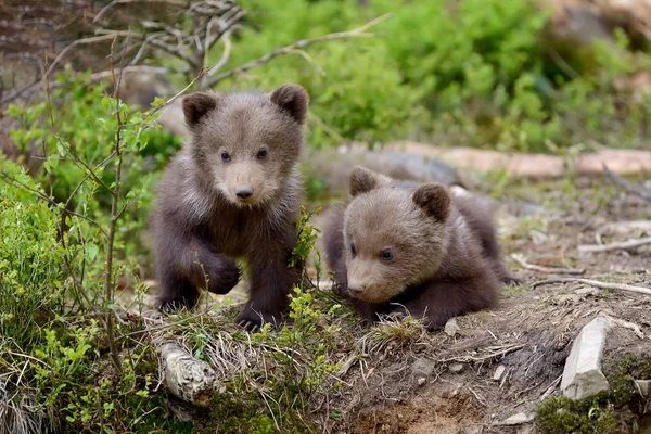 Junger Braunbär im Wald — Stockfoto