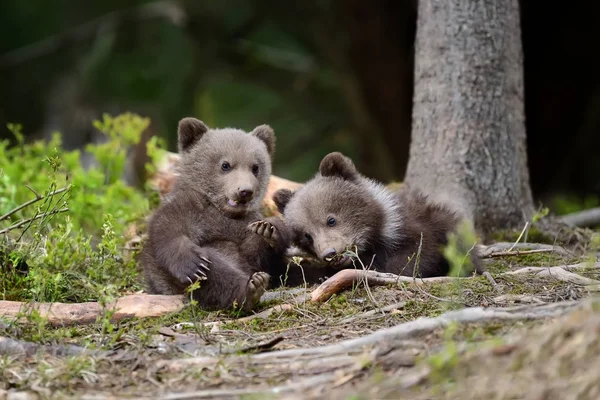 Urso castanho jovem na floresta — Fotografia de Stock