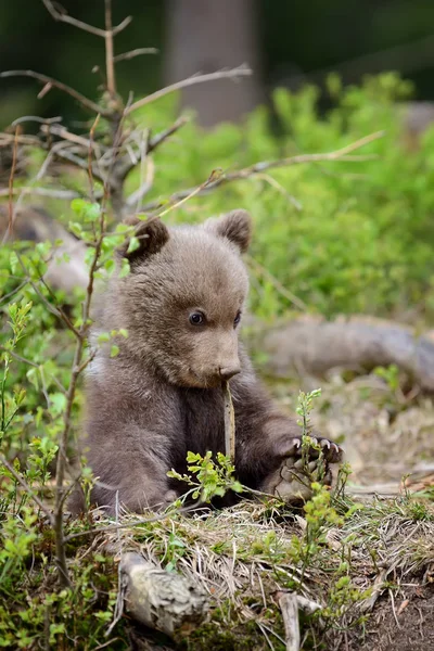 Jeune ours brun dans la forêt — Photo