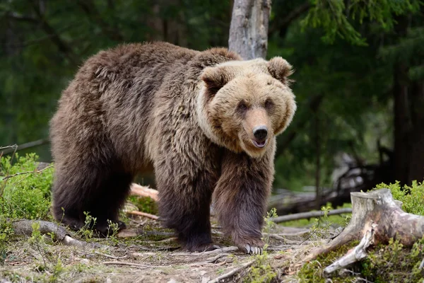 Big Brown Bear nella foresta — Foto Stock