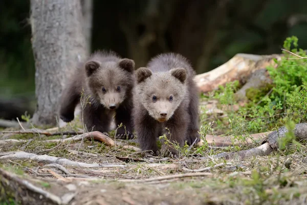 Giovane orso bruno nella foresta — Foto Stock