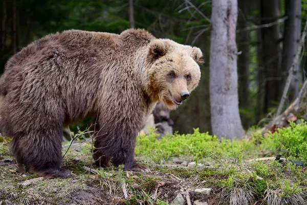 Gros ours brun dans la forêt — Photo