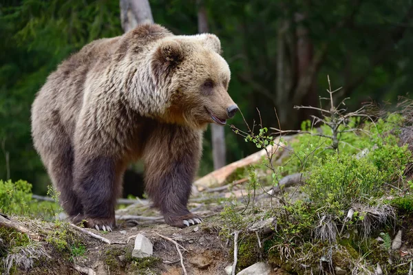 Великий коричневий ведмідь у лісі — стокове фото
