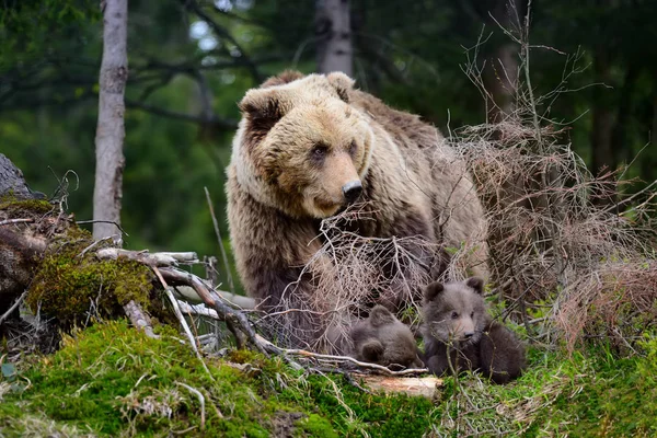 Jonge bruine beer in het bos — Stockfoto
