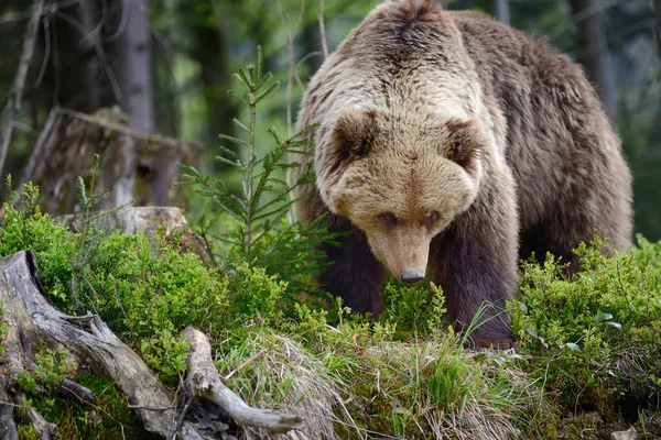 Urso castanho grande na floresta — Fotografia de Stock