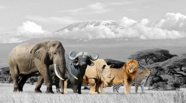 Zürafa Kenya Milli Parkı