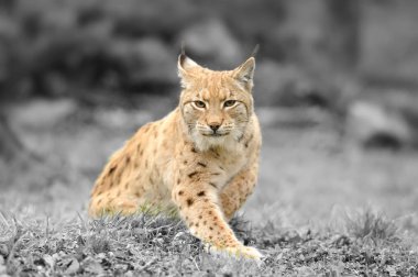 Siyah beyaz fotoğraf renk lynx ile
