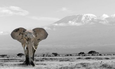 Black and white photography with color elephant clipart