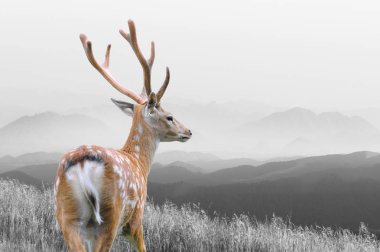 Siyah beyaz fotoğraf renk deer ile