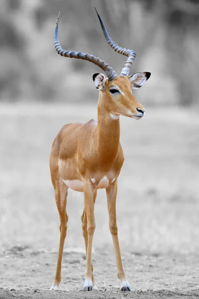 Fotografia em preto e branco com impala cor — Fotografia de Stock
