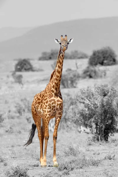 Жираф в национальном парке Кении — стоковое фото