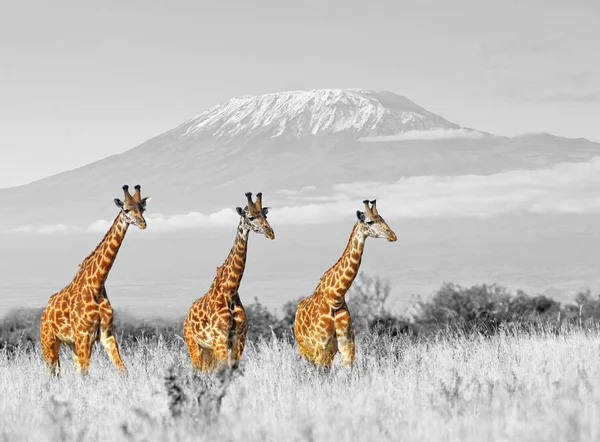 Giraff i National park i Kenya — Stockfoto