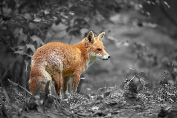 Retrato de un zorro rojo (Vulpes vulpes ) — Foto de Stock