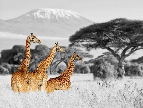 Giraffa nel Parco Nazionale del Kenya — Foto Stock