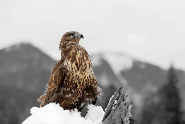 Svartvitt fotografi med färg hawk — Stockfoto