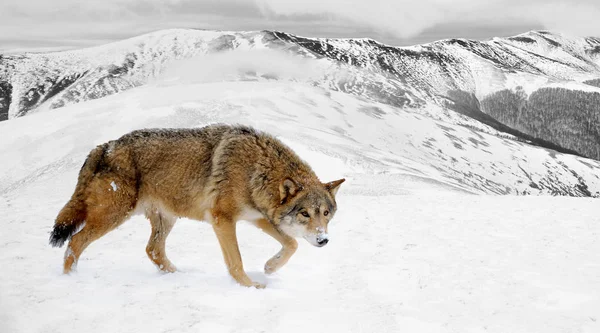 Photographie noir et blanc avec loup couleur — Photo