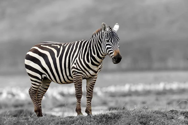 Zwart-wit fotografie met kleur zebra — Stockfoto
