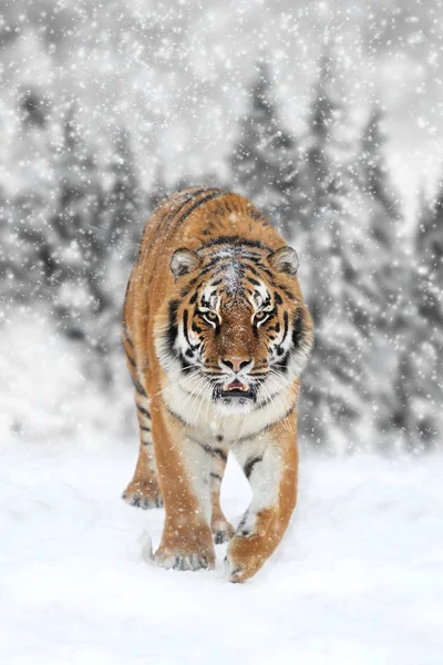 Fotografía en blanco y negro con tigre en color —  Fotos de Stock