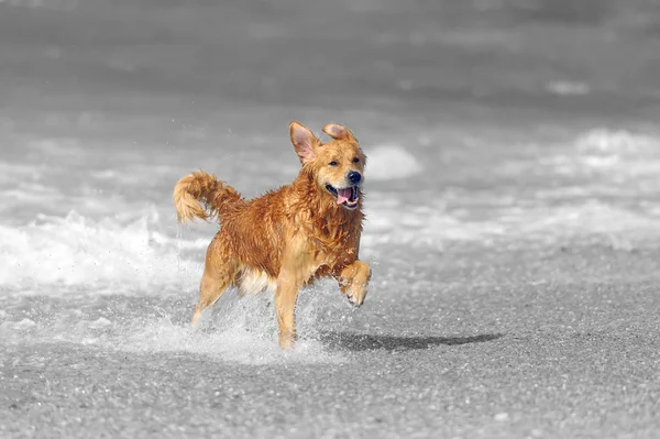 Jovem golden retriever na praia — Fotografia de Stock