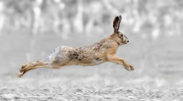 Svartvitt fotografi med färg hare — Stockfoto