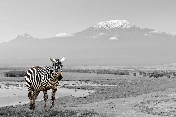Černobílé fotografie s barva zebra — Stock fotografie