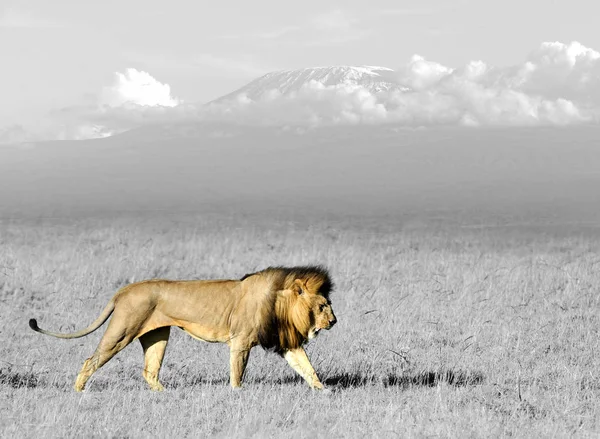Fotografia in bianco e nero con leone a colori — Foto Stock