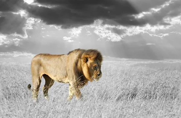 Fotografia em preto e branco com leão de cor — Fotografia de Stock