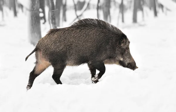 Hitam dan putih fotografi dengan warna babi hutan liar — Stok Foto