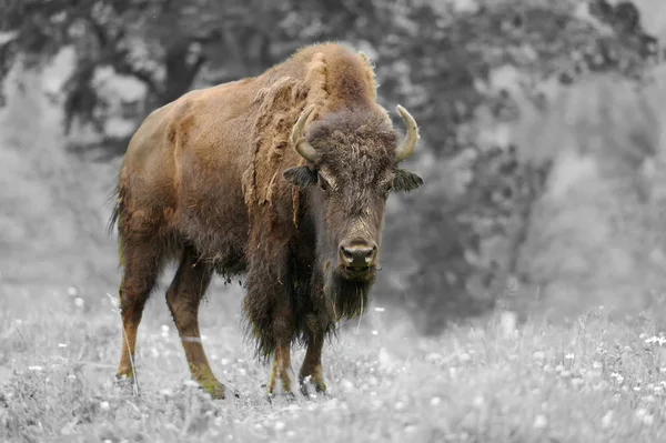 Photographie noir et blanc avec bison de couleur — Photo