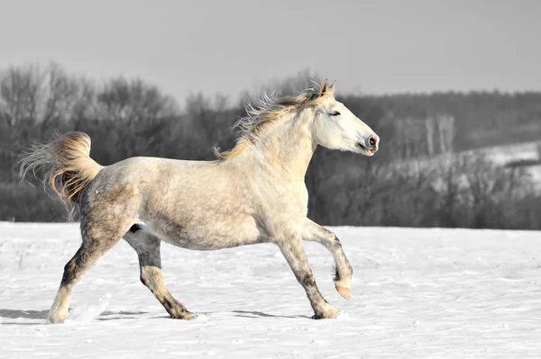 Schwarz-Weiß-Fotografie mit Farbpferd — Stockfoto