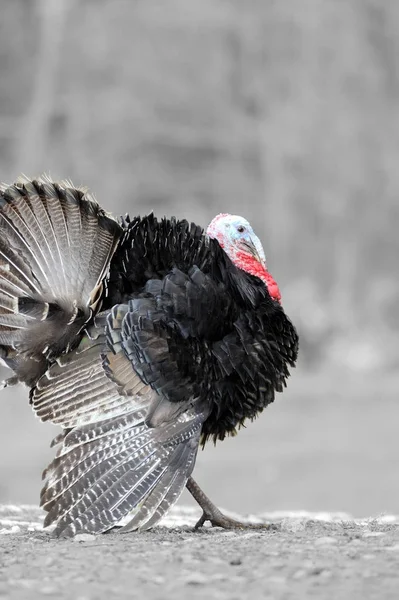 Fotografía en blanco y negro con color pavo-polla —  Fotos de Stock