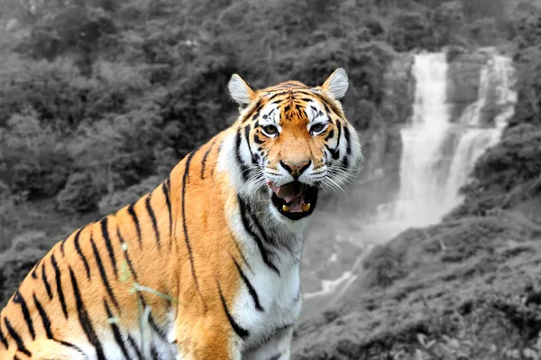 Fotografía en blanco y negro con tigre en color — Foto de Stock