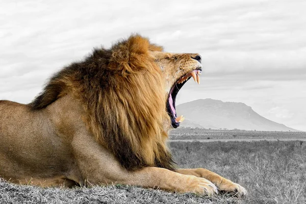 Fotografia in bianco e nero con leone a colori — Foto Stock