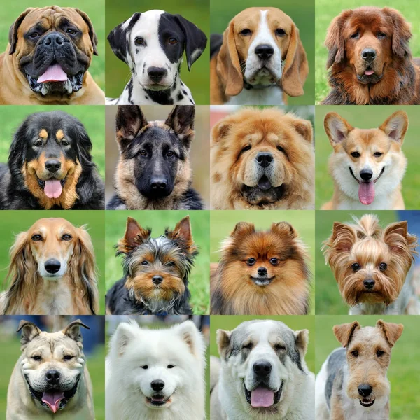 Collage van verschillende honden — Stockfoto