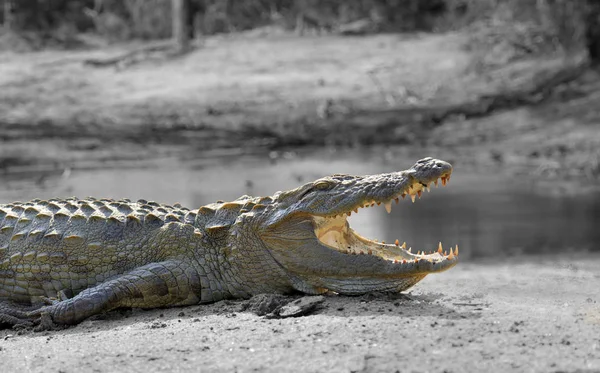 Photographie noir et blanc avec crocodile de couleur — Photo