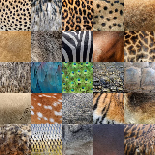 Raccolta di molti vera pelle di animali selvatici — Foto Stock