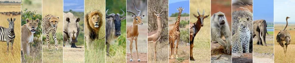 Collage de animales salvajes africanos —  Fotos de Stock