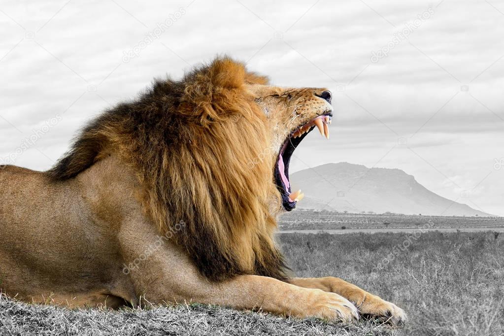 Black and white photography with color lion