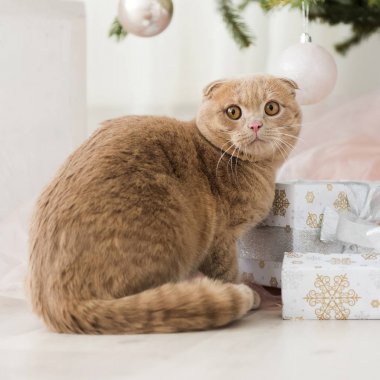 Noel ağacı ve hediye ile kedi