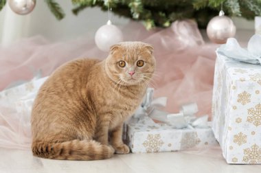 Noel ağacı ve hediye ile kedi