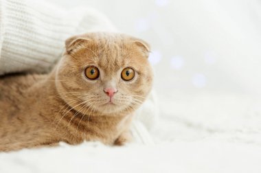 Konforlu yatağın üzerine yerleşmiş kedi
